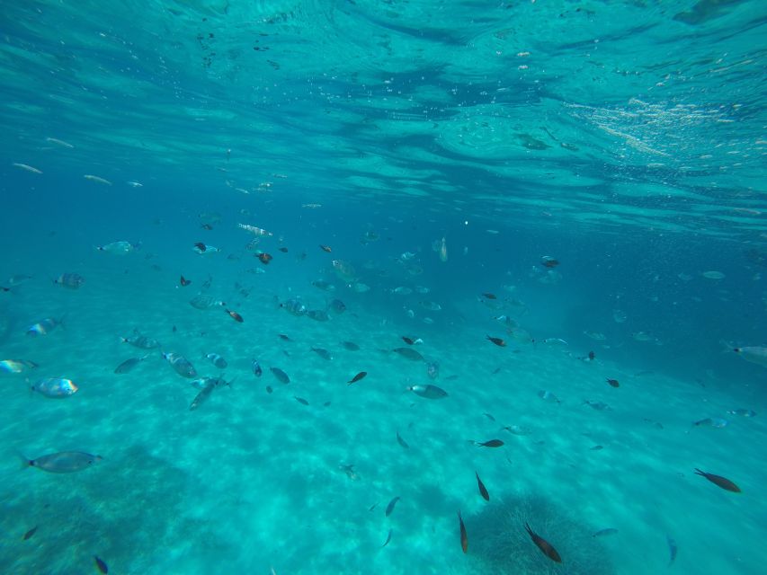 Mallorca : Speedboat, Snorkelling and Swimming Adventure - Timing, weather, and practical planning