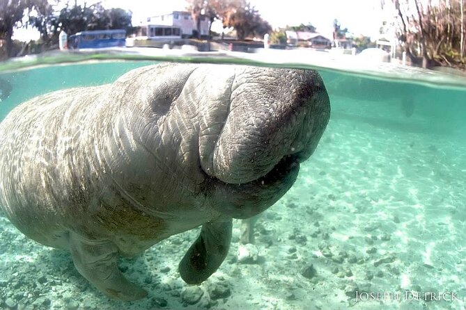 Manatee Snorkel Small Group Tour - Starting at 135 NE 3rd Street in downtown Crystal River