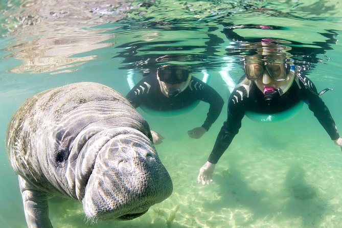 Manatee Snorkel Small Group Tour - What happens with the photographs