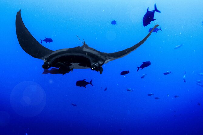 Manta Magic: Small-Group Manta Ray Night Snorkel in Kailua Kona - Why the light board brings the mantas close