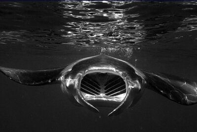 Manta Magic: Small-Group Manta Ray Night Snorkel in Kailua Kona
