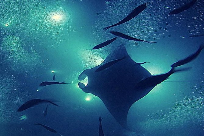 Manta Magic: Small-Group Manta Ray Night Snorkel in Kailua Kona - Small group benefits, with a few trade-offs