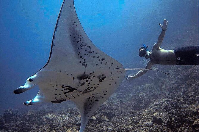 Manta Magic: Small-Group Manta Ray Night Snorkel in Kailua Kona - Is $145 a fair price?