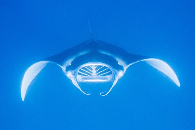 Manta Magic: Small-Group Manta Ray Night Snorkel in Kailua Kona - Final call: should you book Manta Magic?
