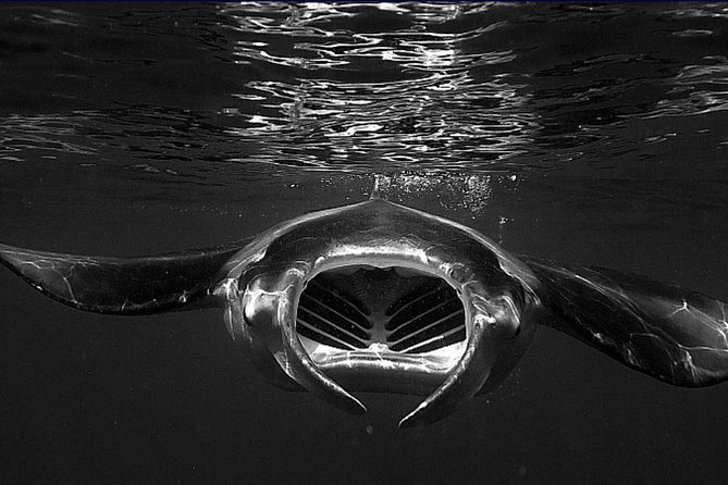 Manta Magic: Small-Group Manta Ray Night Snorkel in Kailua Kona - What 30 minutes in the water feels like