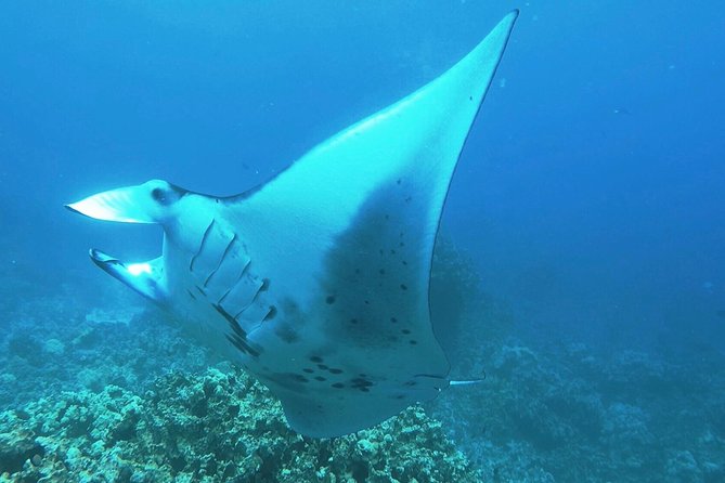 Manta Ray Night Snorkel at Kona, Big Island - Manta Ray Night Snorkel at Kona: Key Points
