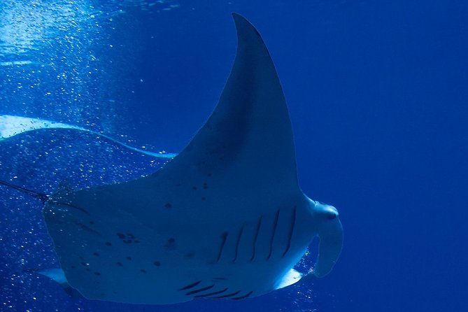 Manta Ray Night Snorkel at Kona, Big Island - Why the Manta Rays Make This Kona Tour Special