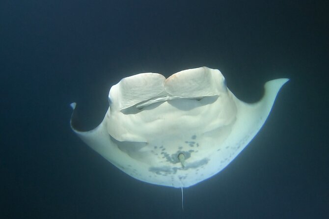 Manta Ray Night Snorkel at Kona, Big Island - Entering the Dark Water and Reaching the Lighted Float