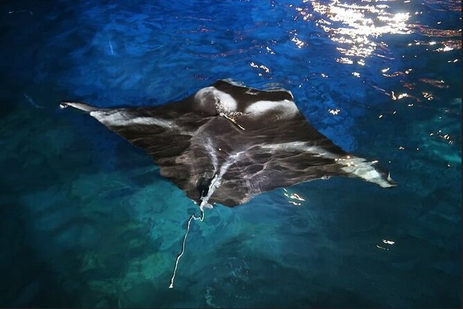 Manta Ray Night Snorkel Experience of a Lifetime - Manta Heaven or Manta Village