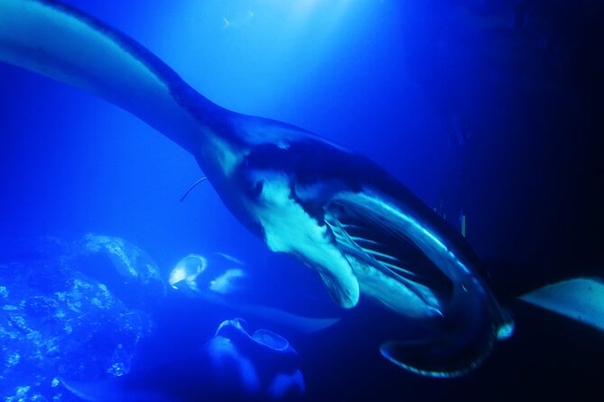 Manta Ray Night Snorkel Experience of a Lifetime - Who Should Book This Kona Snorkel