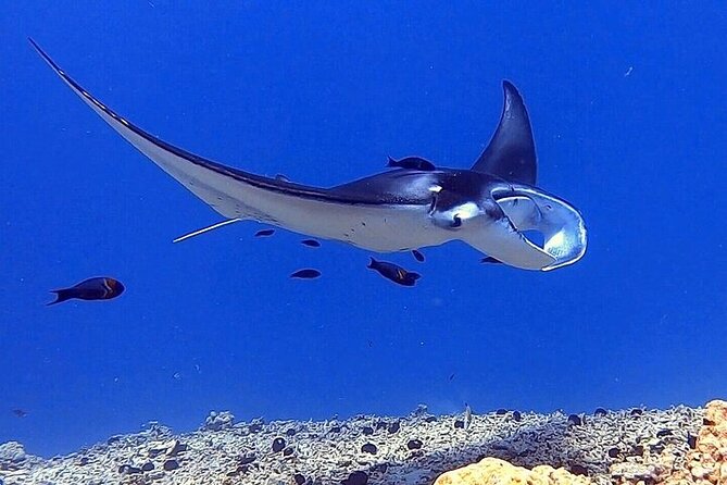 Manta Ray Night Snorkel Experience of a Lifetime - Price, Sightings, and the Manta Policy