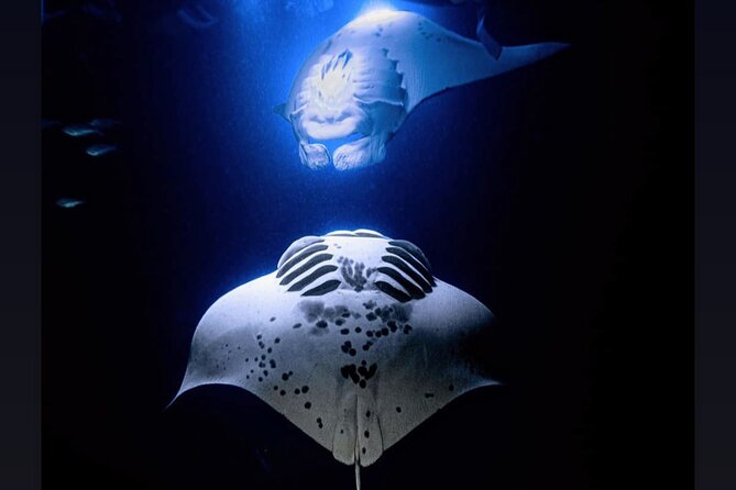 Manta Ray Night Snorkel Experience of a Lifetime - What the Crew and Equipment Mean for You