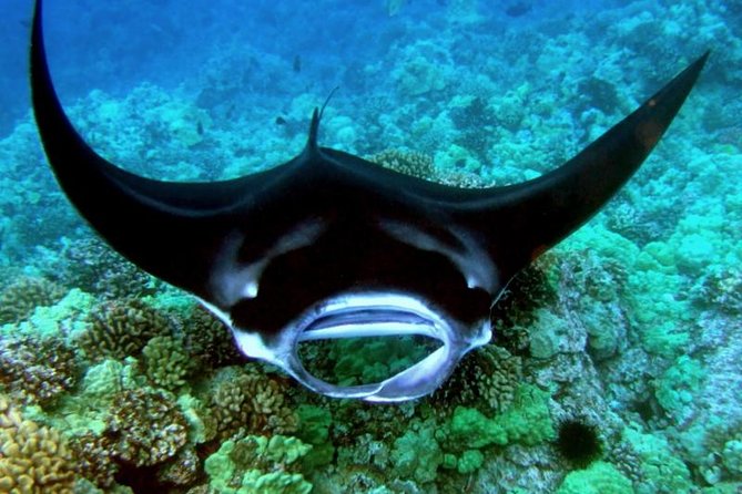 Manta Ray Night Snorkel from Kona — Small Group - What happens at the manta site