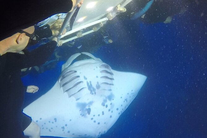 Manta Ray Night Snorkel from Kona — Small Group - The crew and the small-group advantage