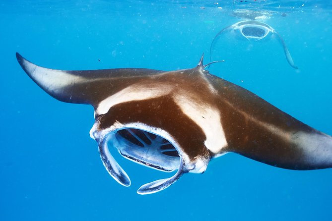 Manta Ray Night Snorkel from Kona — Small Group - Honokohau Harbor: where the evening starts