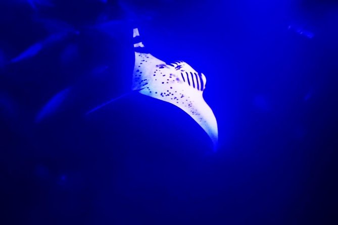 Manta Ray Night Snorkel in Kona - Key things to know before you book