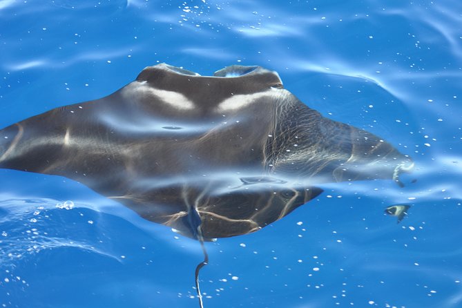 Manta Ray Night Snorkel Kona - Coral Reef Snorkel Adventures - Key points before you book