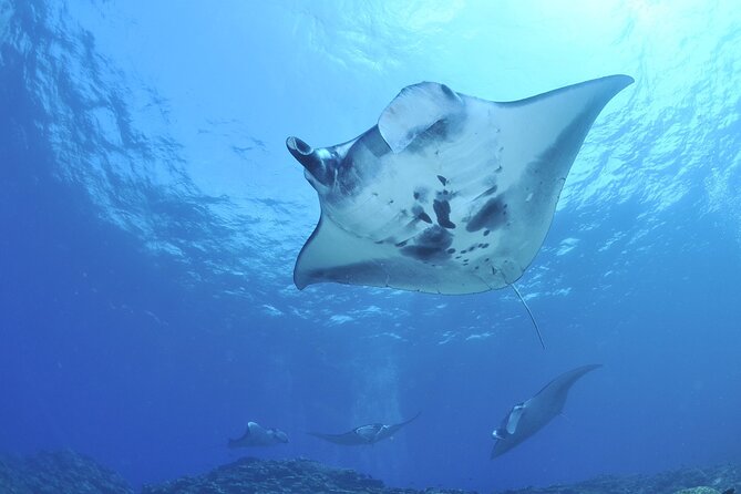 Manta Ray Night Snorkel Kona - Coral Reef Snorkel Adventures - How the guides shape the experience