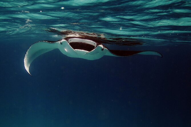 Manta Ray Night Snorkel Kona - Coral Reef Snorkel Adventures - The ride into the dark ocean
