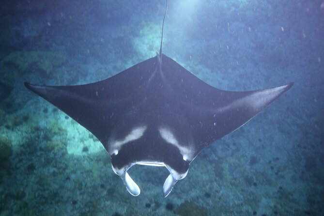 Manta Ray Night Snorkel Tour from Kona - The honest drawbacks: cold, shoulders, and uncertain sightings