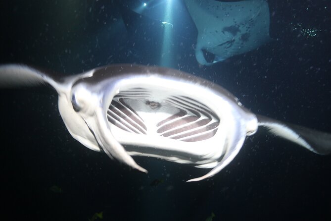 Manta Ray Night Snorkel Tour from Kona - Who will enjoy this most