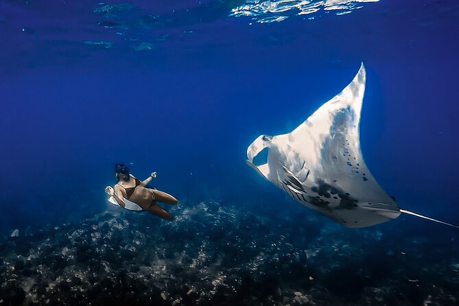 Manta Ray Night Snorkel Tour in Kailua-Kona, Big Island - Why this Kona night snorkel is special