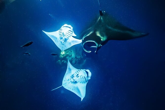 Manta Ray Night Snorkel Tour in Kailua-Kona, Big Island - Crew, safety, and the family question