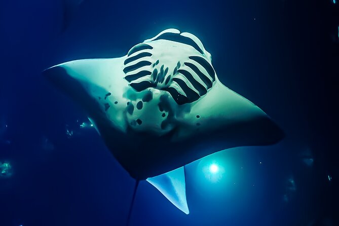 Manta Ray Night Snorkel Tour in Kailua-Kona, Big Island - Leaving Honokohau Harbor on KIBOU
