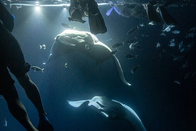 Manta Ray Snorkel Experience - Why Kona Is Famous for Manta Ray Viewing