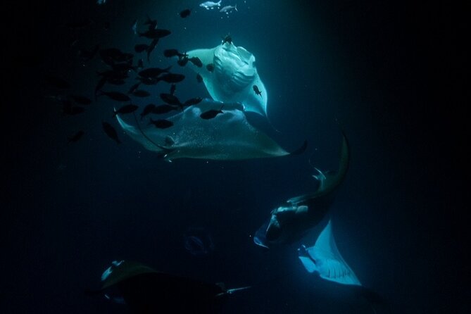 Manta Ray Snorkel Experience - The Manta Heaven Viewing Experience