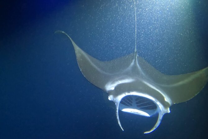 Manta Ray Snorkel Experience - What the Crew Adds to the Trip
