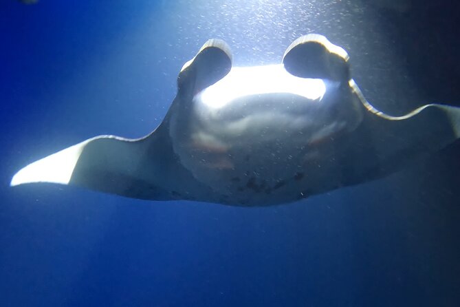 Manta Ray Snorkel Experience - What the $139 Price Gets You