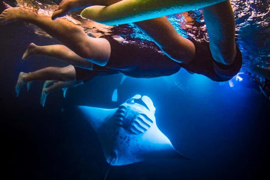 Manta Ray Snorkel in Kailua-Kona with Hot Cocoa - Why the lights bring manta rays close