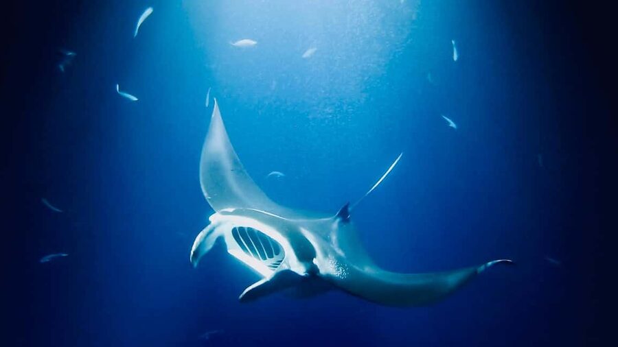 Manta Ray Snorkel in Kailua-Kona with Hot Cocoa - Seasickness, cold, and other real concerns