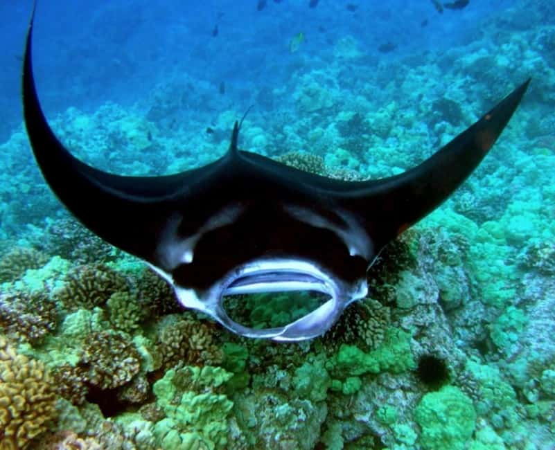 Manta Ray Snorkel in Kailua-Kona with Hot Cocoa - The water experience for first-time snorkelers