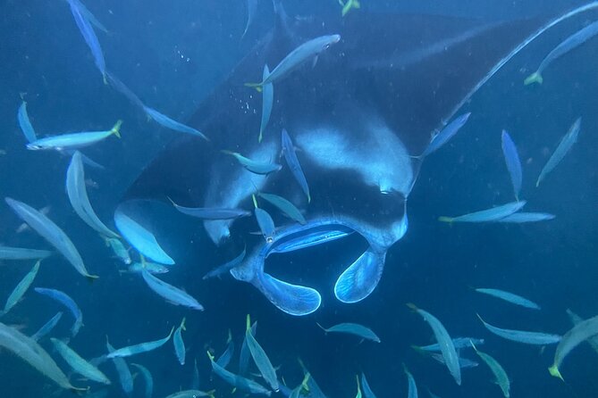Manta Ray Snorkeling by Night in Kailua-Kona, Hawaii - Watching manta rays under the lightboard