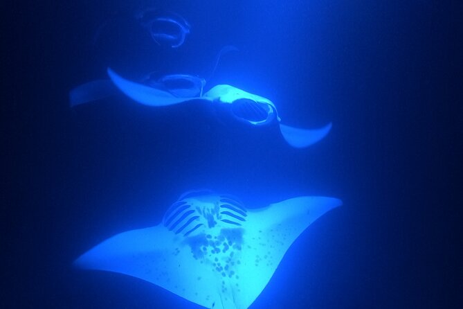 Manta Ray Snorkeling by Night in Kailua-Kona, Hawaii - Why the small canoe group matters