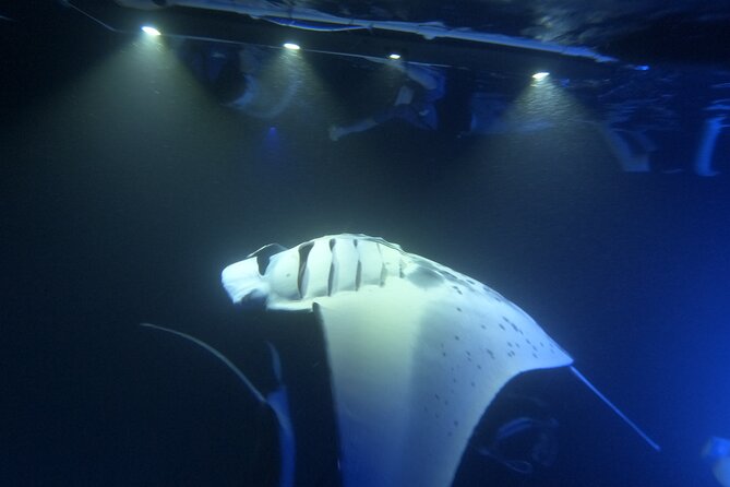 Manta Ray Snorkeling by Night in Kailua-Kona, Hawaii - Safety, weather, and the wild-animal promise
