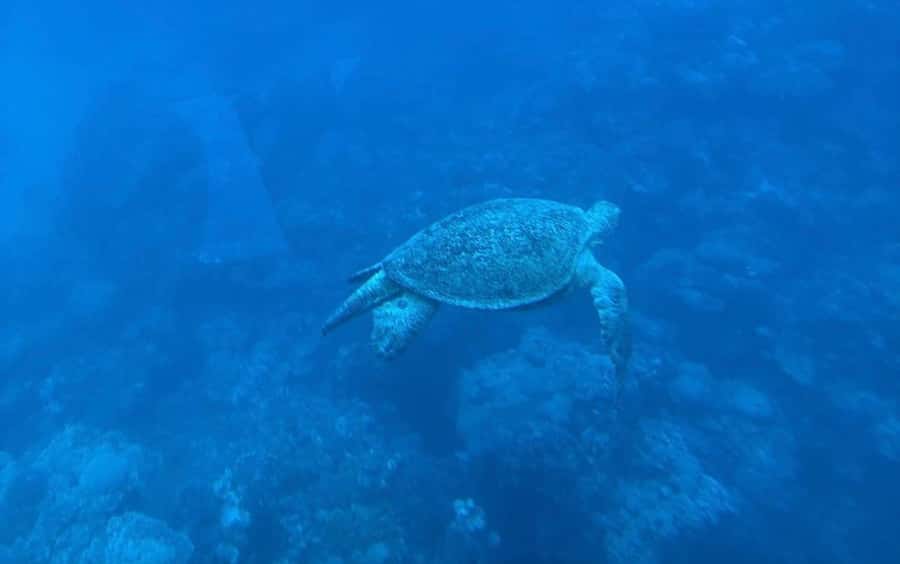 Marsa Alam: Elite vip Turtle bay snorkeling with BBQ Lunch - Getting from your hotel to Port Ghalib
