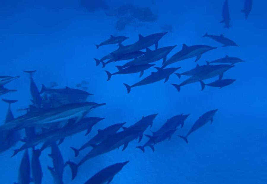Marsa Alam:Sataya Reefs Dolphin Snorkeling Cruise with Lunch - The best and worst parts of the day
