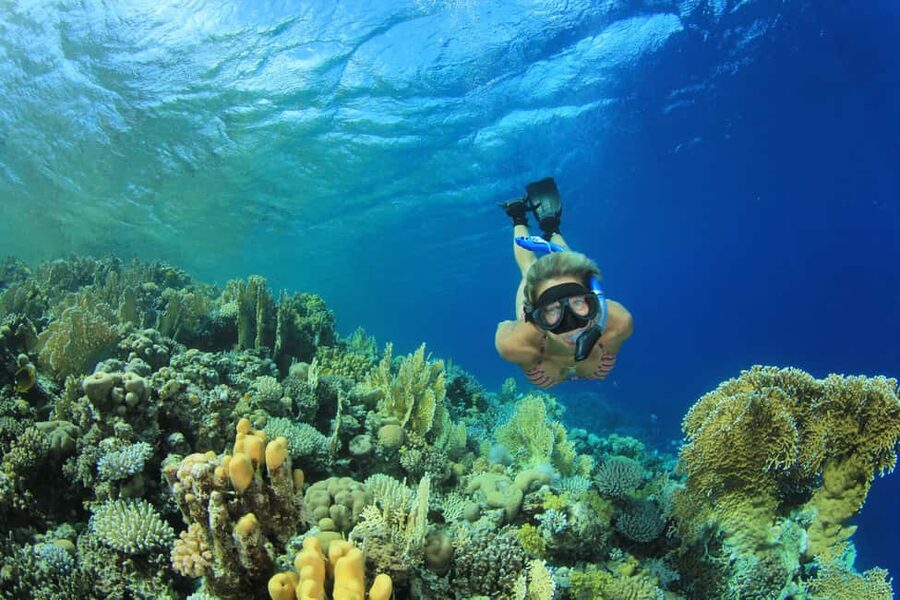 Marsa Alam:Sataya Reefs Dolphin Snorkeling Cruise with Lunch - Sataya Reef and the chance to see dolphins