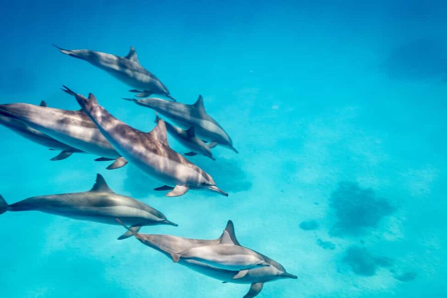Marsa Alam:Sataya Reefs Dolphin Snorkeling Cruise with Lunch - Two water sessions, not one rushed swim