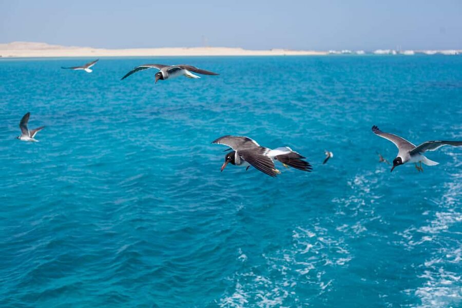Marsa Alam:Sataya Reefs Dolphin Snorkeling Cruise with Lunch - What to pack for a day in the Red Sea