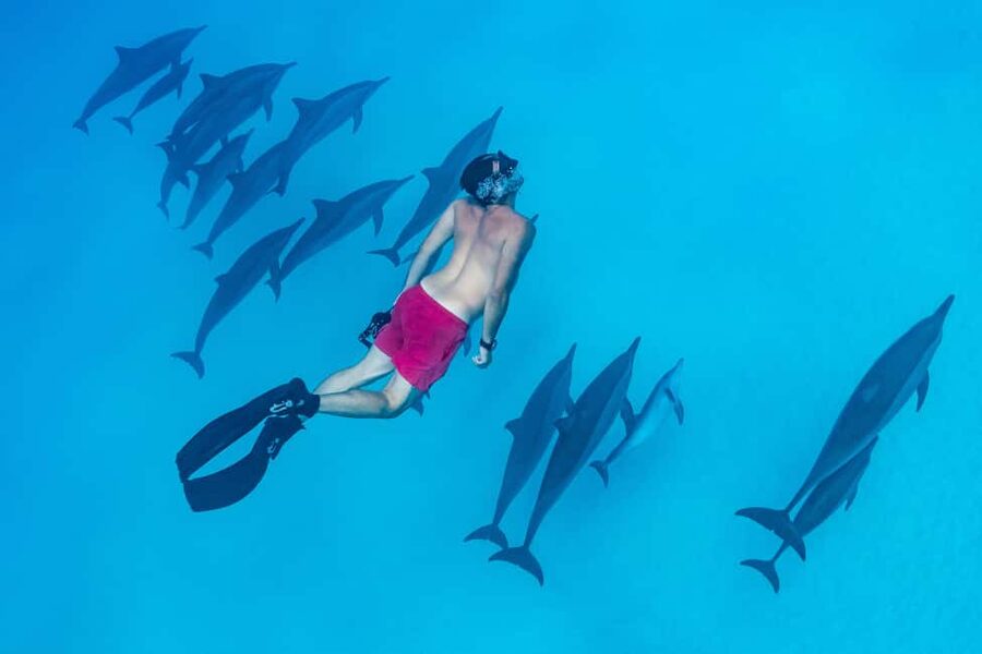 Marsa Alam:Sataya Reefs Dolphin Snorkeling Cruise with Lunch - Who will enjoy this Sataya trip most