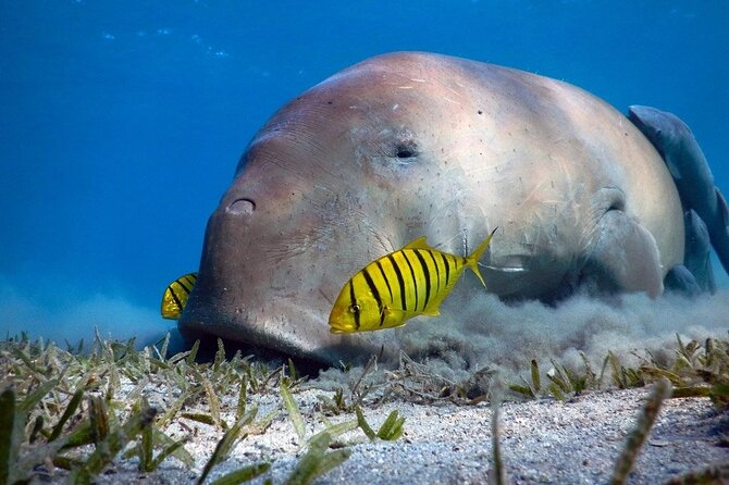 Marsa Alam: Snorkel with Sea Cows and Turtles at Marsa Mubarak - Key points at a glance