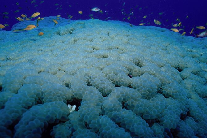 Marsa Alam: Snorkel with Sea Cows and Turtles at Marsa Mubarak - Why Marsa Mubarak is worth the boat ride