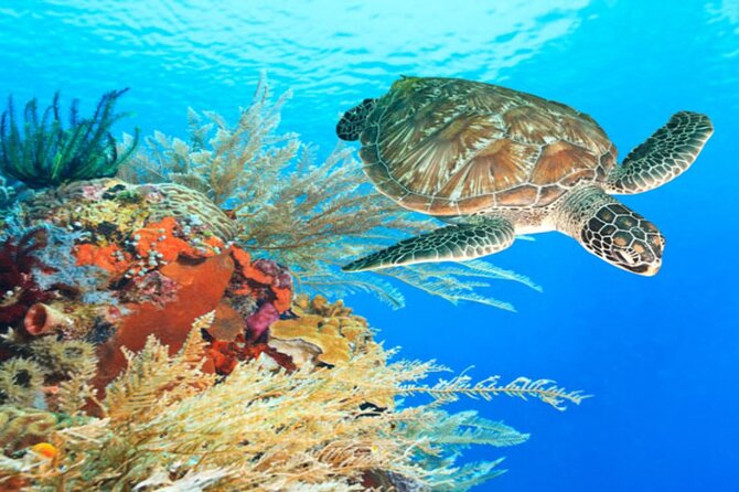 Marsa Alam: Snorkel with Sea Cows and Turtles at Marsa Mubarak - Lunch onboard and what is included