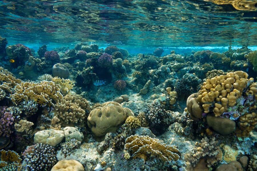 Marsa Alam: Snorkeling with Sea Turtles Marsa Mubarak - A second reef stop, or the sunset city option
