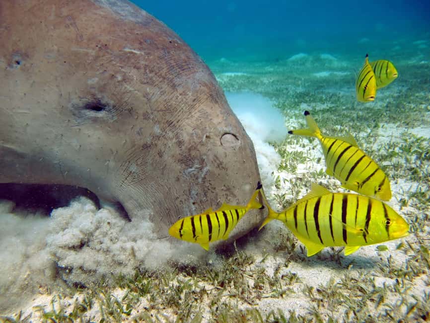 Marsa Alam: Snorkeling with Sea Turtles Marsa Mubarak - Lunch, drinks, and time on the deck