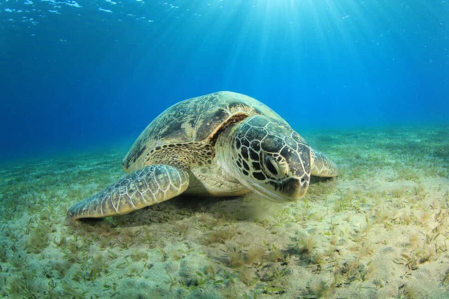 Marsa Alam: Snorkeling with Sea Turtles Marsa Mubarak - Is $68 a fair price?